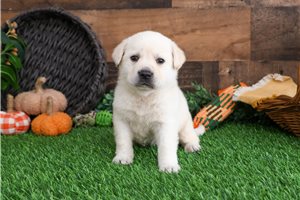 Wallace - puppy for sale
