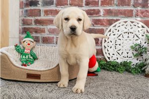 Tasya - puppy for sale