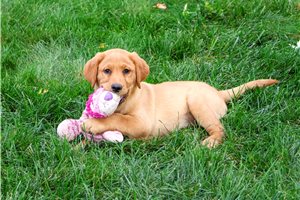 Diamond - Labrador Retriever for sale