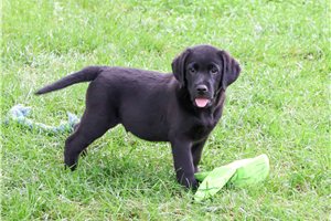 Roscoe - Labrador Retriever for sale