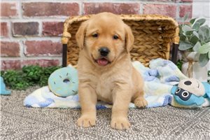 Vecna - Labrador Retriever for sale