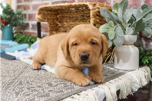 Munson - Labrador Retriever for sale