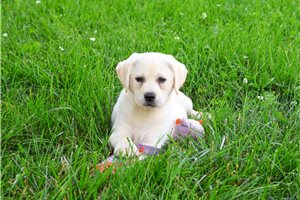 Mary - Labrador Retriever for sale