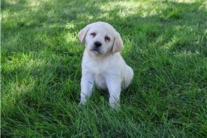Jelly - Labrador Retriever for sale