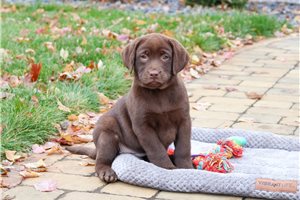 Nature - puppy for sale