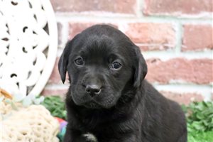 Lindsey - puppy for sale