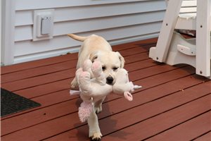 Mary - puppy for sale