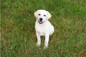 Wendy - Labrador Retriever for sale
