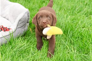 Jase - Labrador Retriever for sale