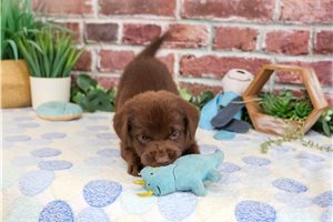 Kibble - Labrador Retriever for sale