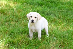 Beast - Labrador Retriever for sale