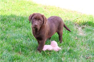 Squirt - Labrador Retriever for sale