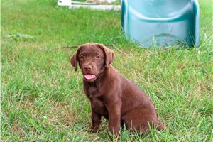 Hymn - Labrador Retriever for sale