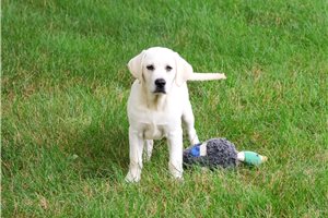Phillip - puppy for sale