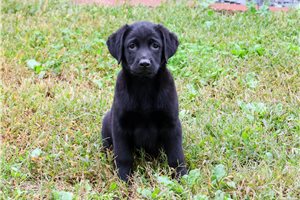 Rolf - Labrador Retriever for sale