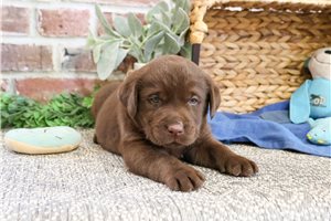 Hershey - puppy for sale