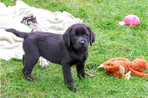 Bella - Labrador Retriever for sale