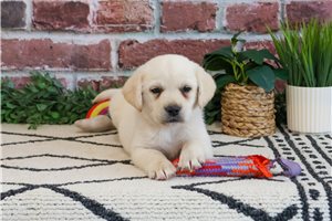 Wilma - puppy for sale