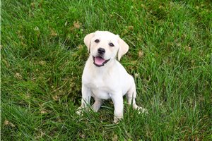 Clarion - puppy for sale