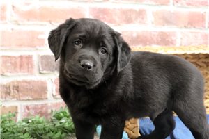 Nemo - Labrador Retriever for sale