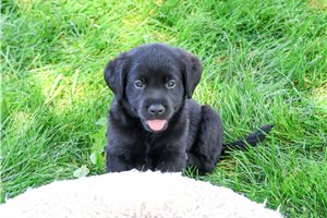 Roscoe - Labrador Retriever for sale