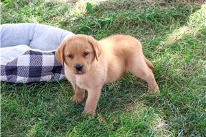 Denzel - puppy for sale