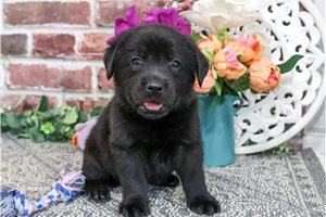 Bitsy - Labrador Retriever for sale