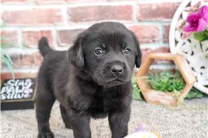 Bella - Labrador Retriever for sale