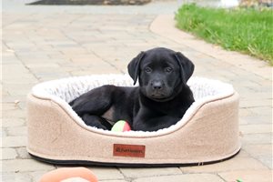 Daphne | Puppies For Sale at Pawrade