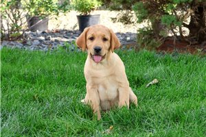 Dessa - Labrador Retriever for sale