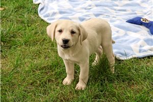 Nole - Labrador Retriever for sale
