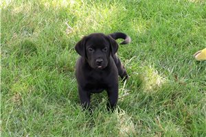 Ronin - puppy for sale