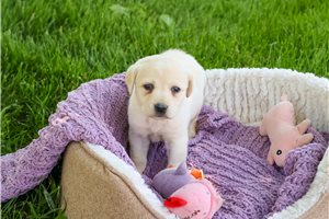 Periwinkle - Labrador Retriever for sale