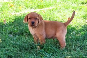 Ropper - Labrador Retriever for sale