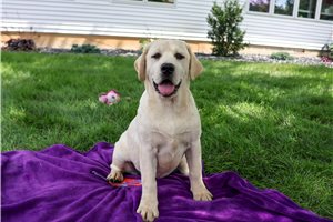 Zarina - Labrador Retriever for sale