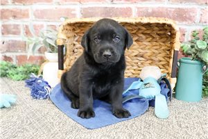 Heath - puppy for sale