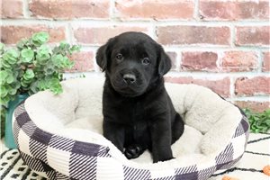 Bruce - puppy for sale