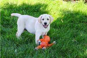 Nate - Labrador Retriever for sale