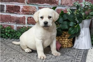 Pippa - puppy for sale