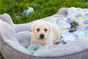 Phillip - Labrador Retriever for sale