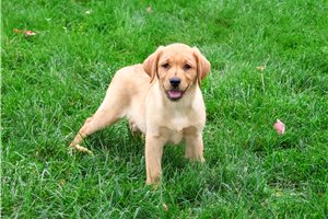 Dewdrop - Labrador Retriever for sale