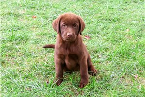 Coral - Labrador Retriever for sale
