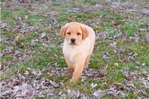 Finn - Labrador Retriever for sale