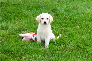 Wilma - Labrador Retriever for sale