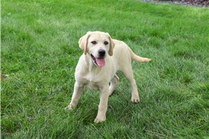 Periwinkle - Labrador Retriever for sale
