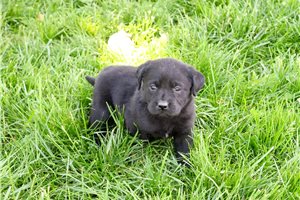 Fawn - puppy for sale