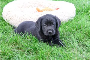 Reynolds - puppy for sale