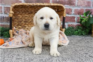 Indigo - Labrador Retriever for sale