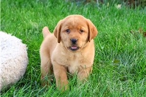 Destiny - Labrador Retriever for sale