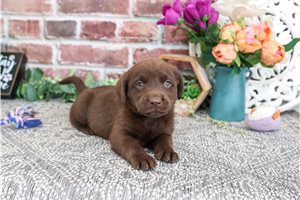 Chrissy - puppy for sale
